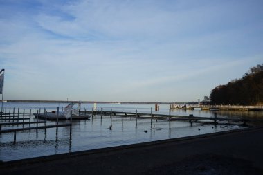 Şubat ayında Grosser Mueggelsee gölünde bir çift beyaz dilsiz kuğu, Cygnus olor, yaban ördekleri, Anas platyrhynchos ile çevrili yüzerler. 12559 Berlin, Almanya