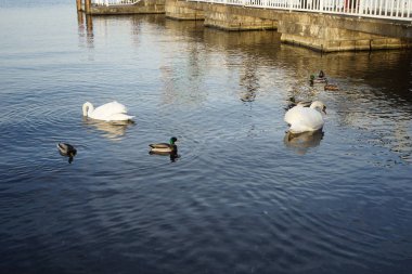 Şubat ayında Grosser Mueggelsee gölünde bir çift beyaz dilsiz kuğu, Cygnus olor, yaban ördekleri, Anas platyrhynchos ile çevrili yüzerler. 12559 Berlin, Almanya