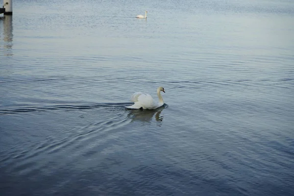 Par Cisnes Mudos Brancos Cygnus Olor Nadam Lago Grosser Mueggelsee — Fotografia de Stock