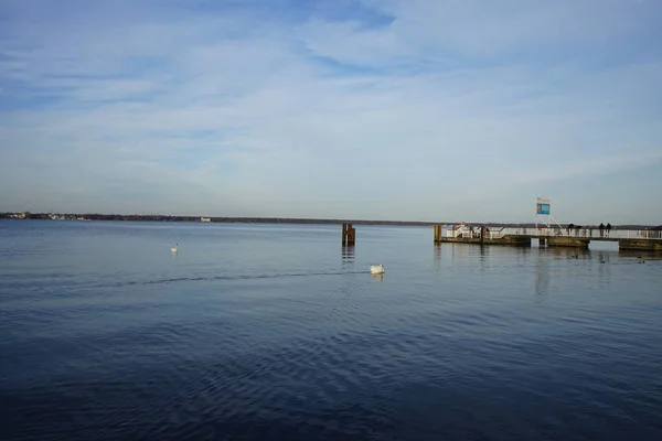 一对白色的沉默天鹅 Cygnus Olor和野鸭Anas Platyrhynchos 在Grosser Mueggelsee湖上游泳 12559 Berlin Germany — 图库照片