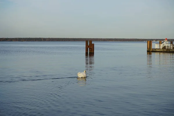 一只白色的沉默天鹅在格罗斯湖的Mueggelsee湖上游泳 沉默天鹅Cygnus Olor是天鹅的一种 也是水鸟科Anatidae的一员 12559 Berlin Germany — 图库照片