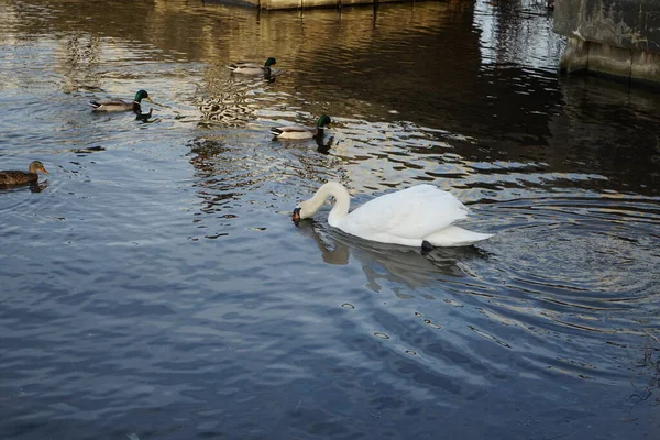 Schöner Weißer Höckerschwan Cygnus Olor Schwimmt Februar Umgeben Von Stockenten — Stockfoto