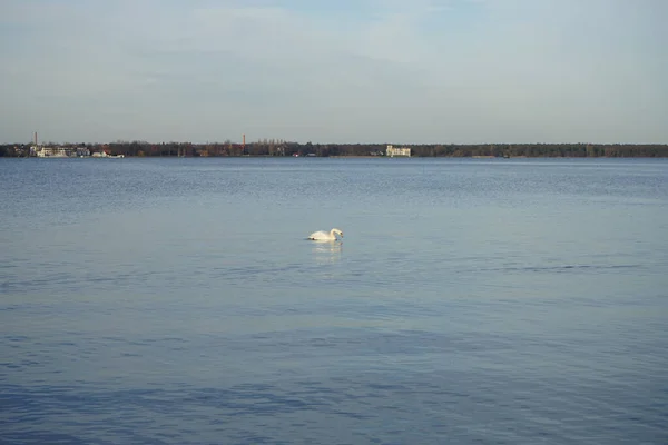 Biały Łabędź Niema Pływa Nad Jeziorem Grosser Mueggelsee Lutym Łabędź — Zdjęcie stockowe