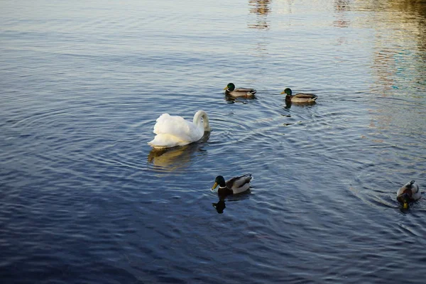 Schöner Weißer Höckerschwan Cygnus Olor Schwimmt Februar Umgeben Von Stockenten — Stockfoto