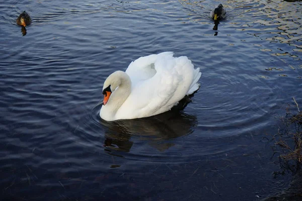 美しい白いミュート白鳥 シグナスの色は 2月にグロス湖Mueggelseeで マガモのアヒル Anas Platyrynchosに囲まれて泳ぐ 12559年ベルリン ドイツ — ストック写真