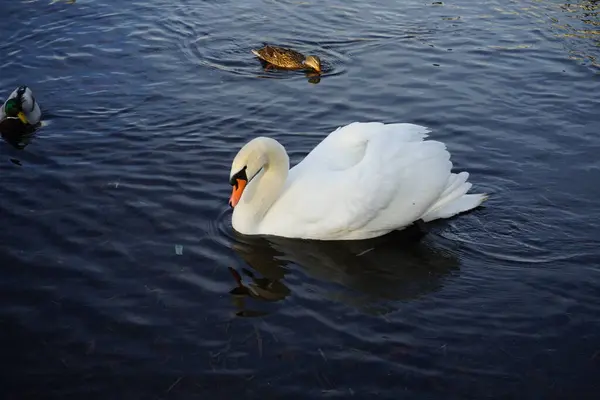美しい白いミュート白鳥 シグナスの色は 2月にグロス湖Mueggelseeで マガモのアヒル Anas Platyrynchosに囲まれて泳ぐ 12559年ベルリン ドイツ — ストック写真