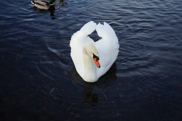 Hermoso Cisne Mudo Blanco Cygnus Olor Nadar Rodeado Ánades Reales — Foto de Stock