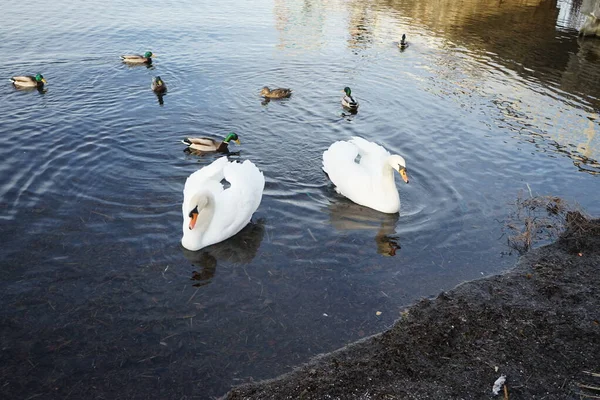 Para Białych Łabędzi Niemych Cygnus Olor Pływać Otoczeniu Kaczek Krzyżówek — Zdjęcie stockowe