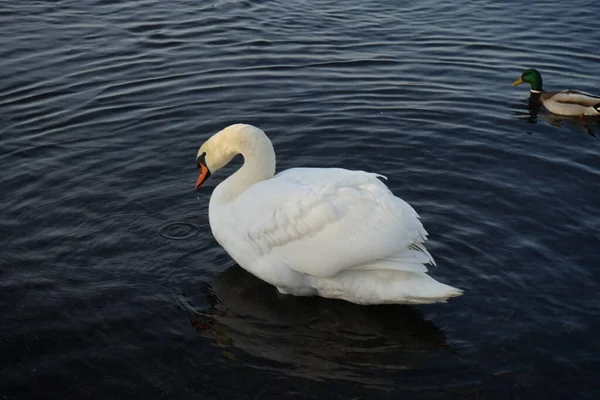 Cisne Mudo Branco Bonito Cygnus Olor Nadar Cercado Por Patos — Fotografia de Stock