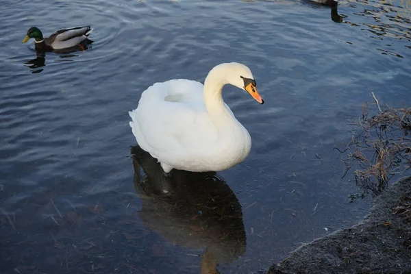 Cisne Mudo Branco Bonito Cygnus Olor Nadar Cercado Por Patos — Fotografia de Stock