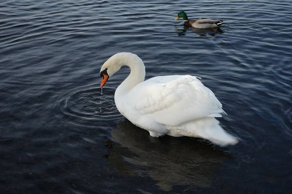 Mooie Witte Mute Zwaan Cygnus Olor Zwemmen Omgeven Door Wilde — Stockfoto