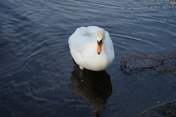 Cisne Branco Gracioso Cygnus Olor Água Perto Costa Lago Grosser — Fotografia de Stock