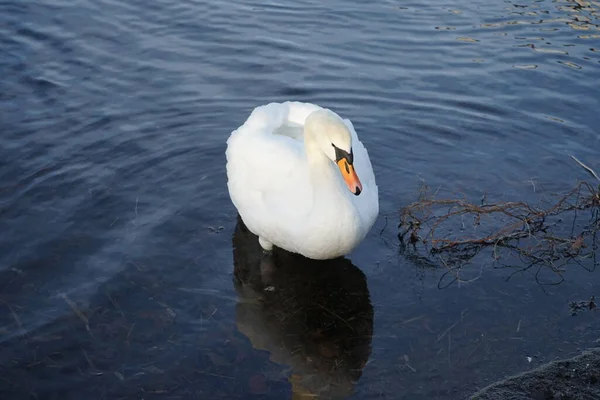 Anmutiger Weißer Schwan Cygnus Olor Februar Wasser Ufer Des Großen — Stockfoto