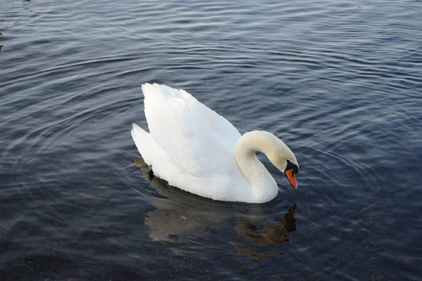 Łabędź Biały Pełen Wdzięku Cygnus Olor Wodzie Niedaleko Brzegu Jeziora — Zdjęcie stockowe