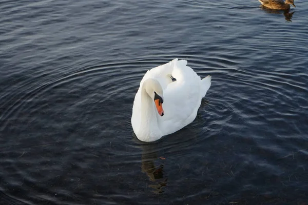 Hermoso Cisne Mudo Blanco Cygnus Olor Nadar Rodeado Ánades Reales — Foto de Stock