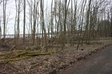  Şubat ayında Grosser Mueggelsee Gölü ve çevresindeki bitki örtüsü manzarası. 12559 Berlin, Almanya 