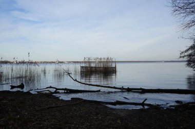  Şubat ayında Grosser Mueggelsee Gölü ve çevresindeki bitki örtüsü manzarası. 12559 Berlin, Almanya 