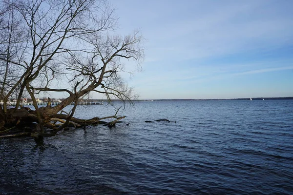 Вид Озеро Grosser Mueggelsee Навколишню Рослинність Лютому 12559 Берлін Німеччина — стокове фото