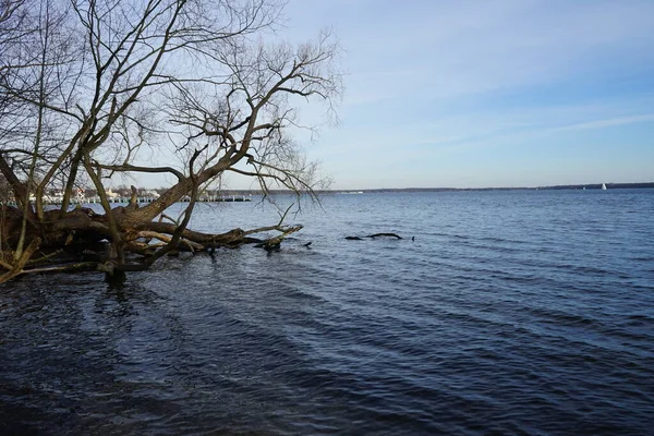 二月的格罗斯湖和周围的植被景观 12559 Berlin Germany — 图库照片