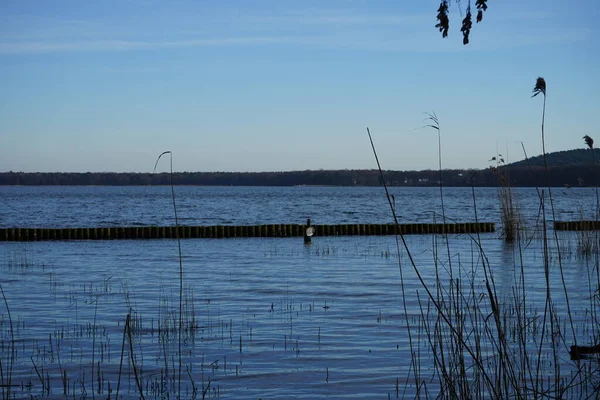 Άποψη Της Λίμνης Grosser Mueggelsee Και Της Γύρω Βλάστησης Φεβρουάριο — Φωτογραφία Αρχείου