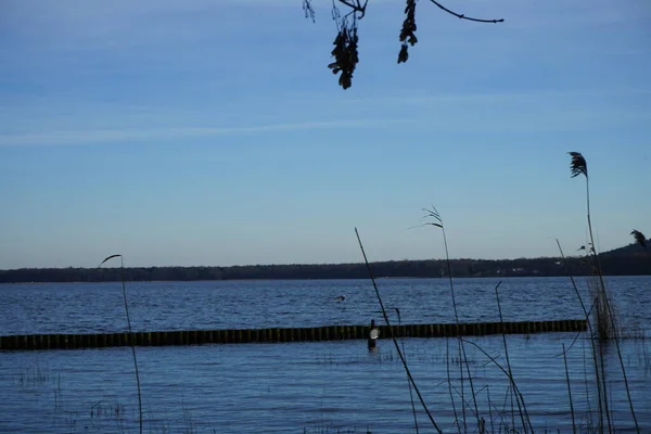 Widok Jezioro Grosser Mueggelsee Otaczającą Roślinność Lutym 12559 Berlin Niemcy — Zdjęcie stockowe