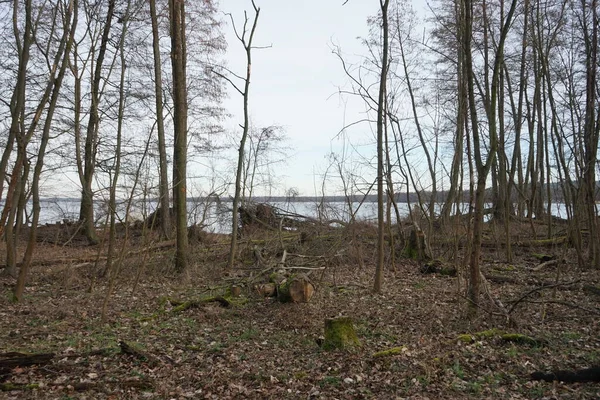 Uitzicht Grosser Mueggelsee Omliggende Vegetatie Februari 12559 Berlin Duitsland — Stockfoto