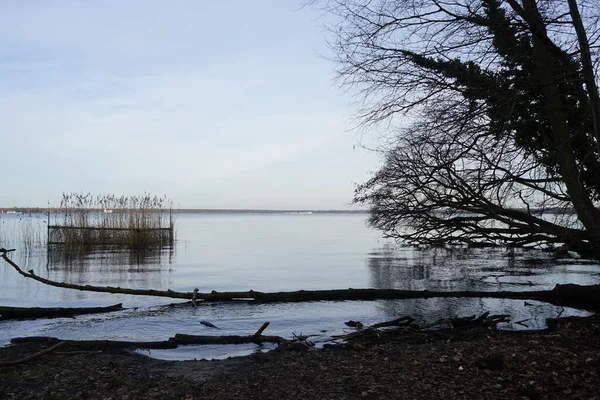 Вид Озеро Grosser Mueggelsee Навколишню Рослинність Лютому 12559 Берлін Німеччина — стокове фото