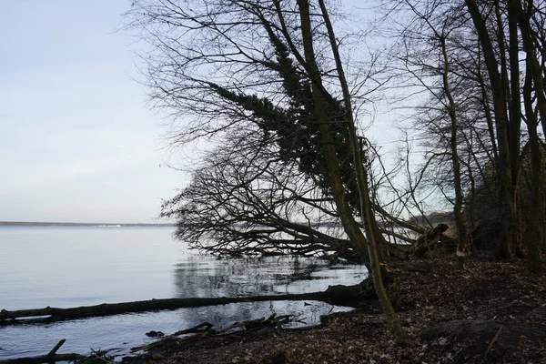 Uitzicht Grosser Mueggelsee Omliggende Vegetatie Februari 12559 Berlin Duitsland — Stockfoto