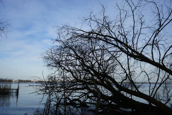 Вид Озеро Grosser Mueggelsee Навколишню Рослинність Лютому 12559 Берлін Німеччина — стокове фото