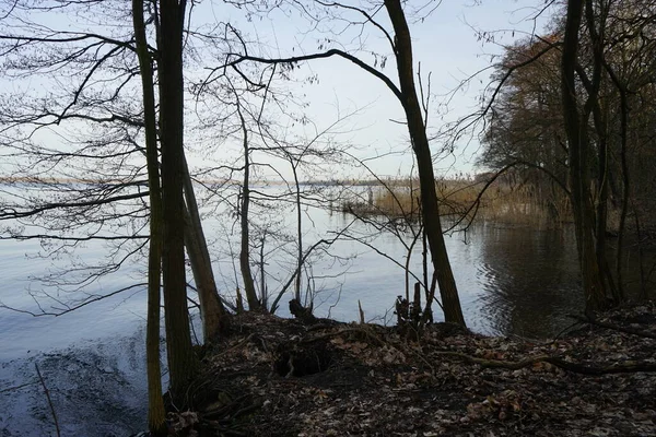 Kilátás Grosser Mueggelsee Környező Növényzet Februárban 12559 Berlin Németország — Stock Fotó