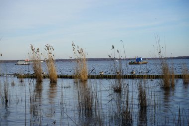 Şubat ayında Grosser Mueggelsee 'deki Phragmites australis bitkileri arasında Greylag kaz veya Anser anser ve Avrasya yalısı veya Fulica atra bulunur. 12559 Berlin, Almanya