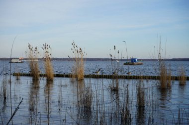 Şubat ayında Grosser Mueggelsee 'deki Phragmites australis bitkileri arasında Greylag kaz veya Anser anser ve Avrasya yalısı veya Fulica atra bulunur. 12559 Berlin, Almanya