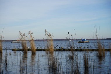 Şubat ayında Grosser Mueggelsee 'deki Phragmites australis bitkileri arasında Greylag kaz veya Anser anser ve Avrasya yalısı veya Fulica atra bulunur. 12559 Berlin, Almanya