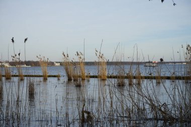 Şubat ayında Grosser Mueggelsee 'deki Phragmites australis bitkileri arasında Greylag kaz veya Anser anser ve Avrasya yalısı veya Fulica atra bulunur. 12559 Berlin, Almanya