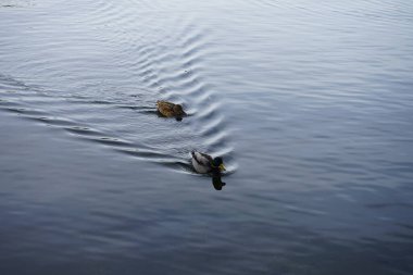 Mallard Ördekleri Mueggelspree nehrinde yüzerler. Yaban ördeği (