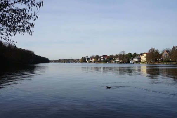 Fulica atra su kuşları Şubat ayında Mueggelspree nehrinde yüzerler. Avrasya yaban ördeği (