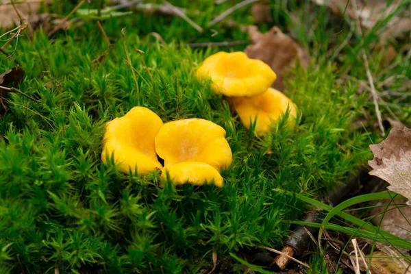 Chanterelles svamp i skogen. Hälsosam och delikat mat. — Stockfoto