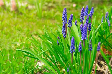 Mavi muscari ya da üzümlü sümbül.