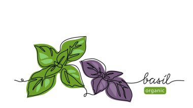 Fesleğen basit vektör çizimi bırakır. Arkaplan veya fesleğen harfli pesto etiket tasarımı için sürekli bir çizgi çizimi