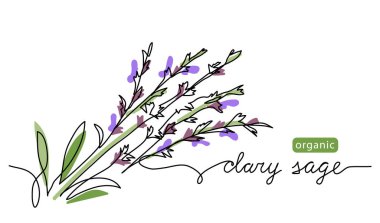 Clary adaçayı rengi vektör çizimi, etiket tasarımı için çizilmiş. Organik bilgece harflerle çizilmiş kesintisiz bir çizim.