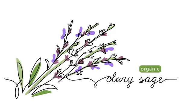 Clary φασκόμηλο βότανο εικονογράφηση διάνυσμα χρώμα, σχέδιο για το σχεδιασμό ετικέτα. Ένα συνεχές σχέδιο τέχνης γραμμή με γράμματα οργανική clary φασκόμηλο — Διανυσματικό Αρχείο
