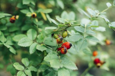 Çalıların üzerinde gül kalçası kırmızı böğürtlen. Seçici odak.