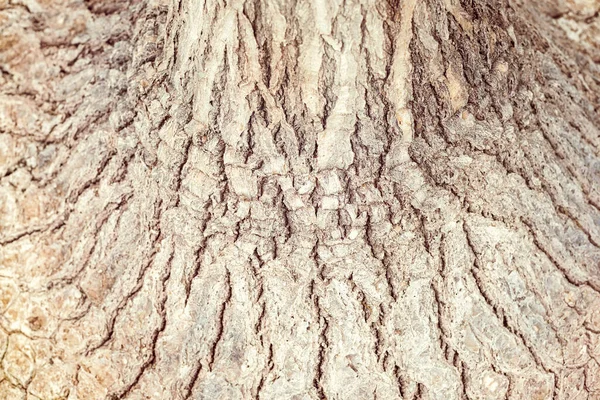 Textur Der Baumrinde Natürlicher Hintergrund Selektiver Fokus — Stockfoto