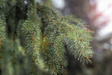 Güneş ışığında dallar, güzel doğal arka plan. Seçici odak