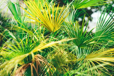 Yeşil avuç doğal arkaplan bırakır. Seçici odak