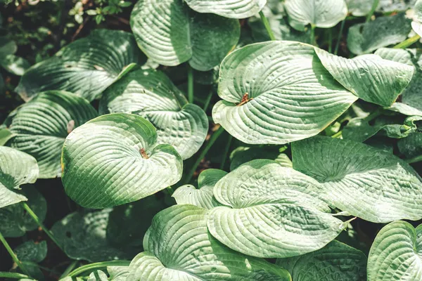 美丽的Hosta Elegans在阳光下留下背景。有选择的重点 — 图库照片