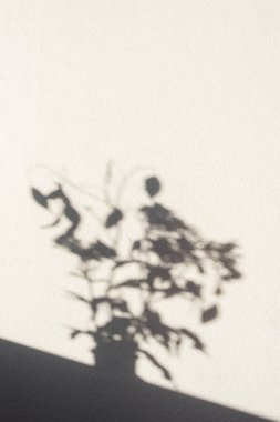 Shadow of home plant on white wall.