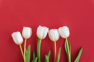 Kırmızı zemin üzerinde beyaz laleler ve kopyalama alanı. Bahar tatili konsepti. Sevgililer Günü. Üst manzara, düz uzanma.