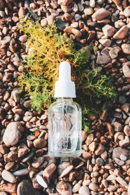 Bir şişe serum ya da deniz yosunlu çakıl taşı plajında kozmetik yağ. Doğal yaşlanma karşıtı kozmetik konsepti. Üst manzara, düz uzanma