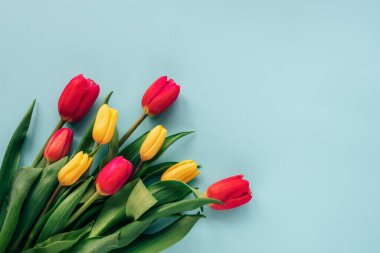 Mavi arka planda sarı ve kırmızı lale çiçekleri. Bahar tatili konsepti. Üst görünüm, düz görünüm, kopyalama alanı